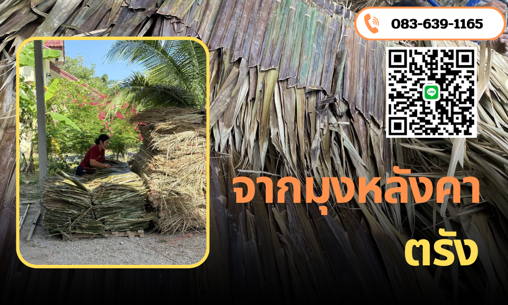 จากมุงหลังคาตรัง